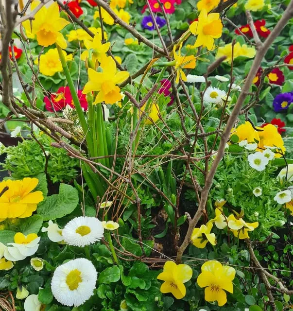 Frühlingsbepflanzung mit bunten Blüten